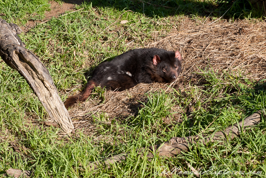 Australia, Victoria, Phillip Island, A day trip to the Phillip Island Wildlife Park, , 