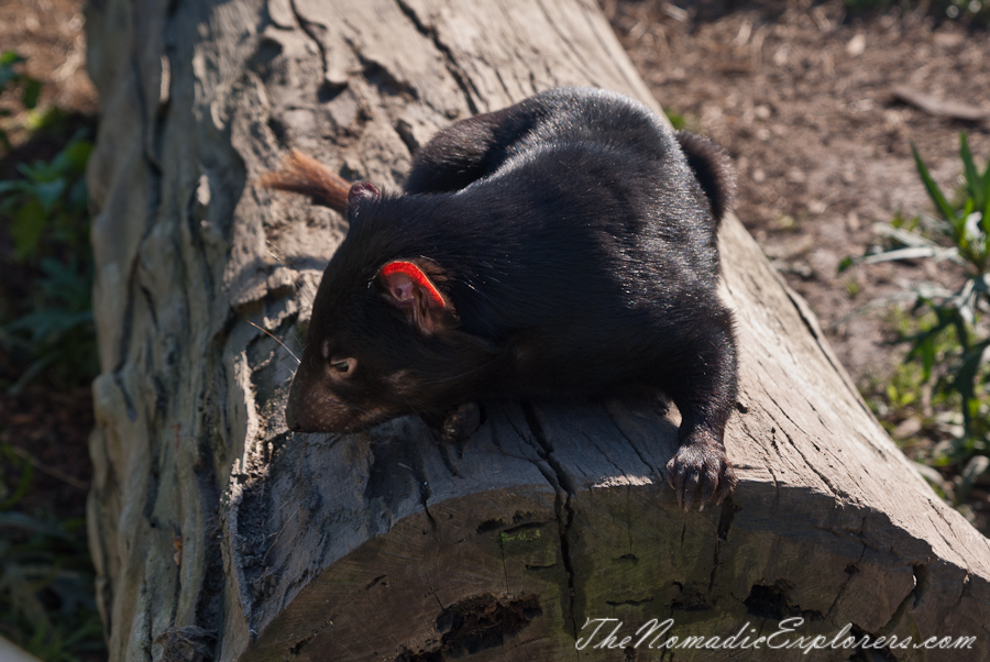 Australia, Victoria, Phillip Island, A day trip to the Phillip Island Wildlife Park, , 