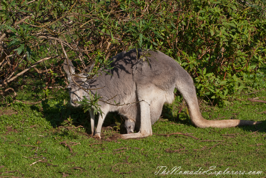 Australia, Victoria, Phillip Island, A day trip to the Phillip Island Wildlife Park, , 