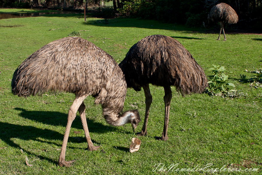 Australia, Victoria, Phillip Island, A day trip to the Phillip Island Wildlife Park, , 