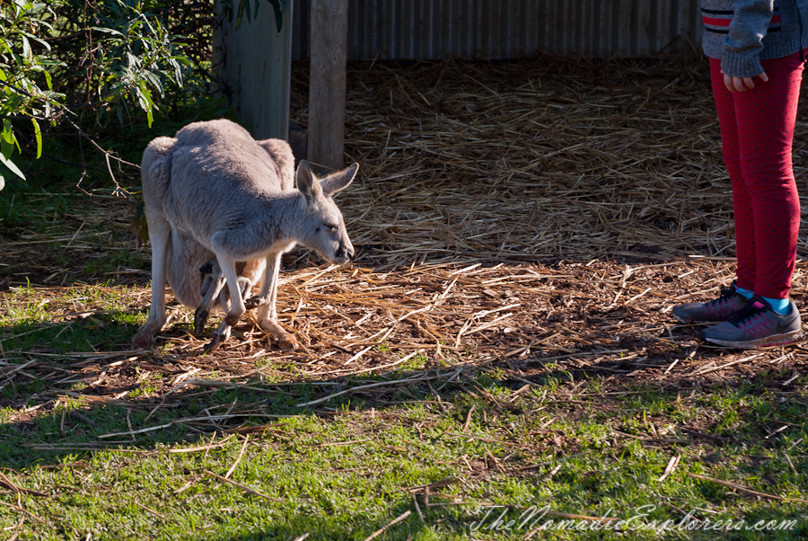 Australia, Victoria, Phillip Island, A day trip to the Phillip Island Wildlife Park, , 