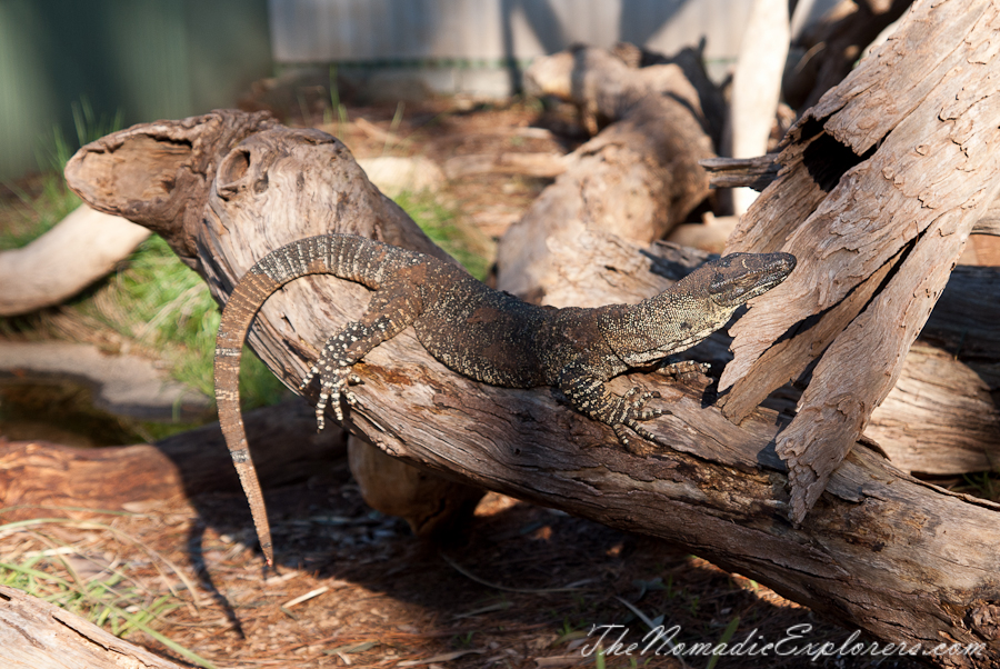 Australia, Victoria, Phillip Island, A day trip to the Phillip Island Wildlife Park, , 