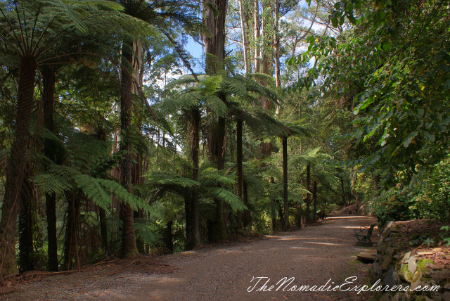 Australia, Victoria, Yarra Valley &amp; Dandenong Ranges, Looking for autumn. Alfred Nicholas Gardens (Burnham Beeches Estate), , 