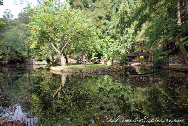 Australia, Victoria, Yarra Valley &amp; Dandenong Ranges, Looking for autumn. Alfred Nicholas Gardens (Burnham Beeches Estate), , 