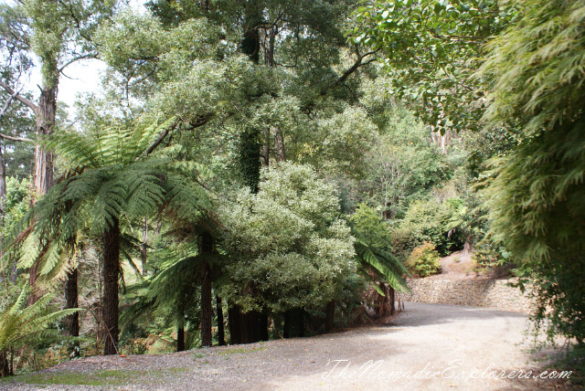 Australia, Victoria, Yarra Valley &amp; Dandenong Ranges, Looking for autumn. Alfred Nicholas Gardens (Burnham Beeches Estate), , 