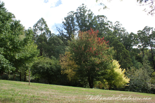 Australia, Victoria, Yarra Valley &amp; Dandenong Ranges, Looking for autumn. Alfred Nicholas Gardens (Burnham Beeches Estate), , 