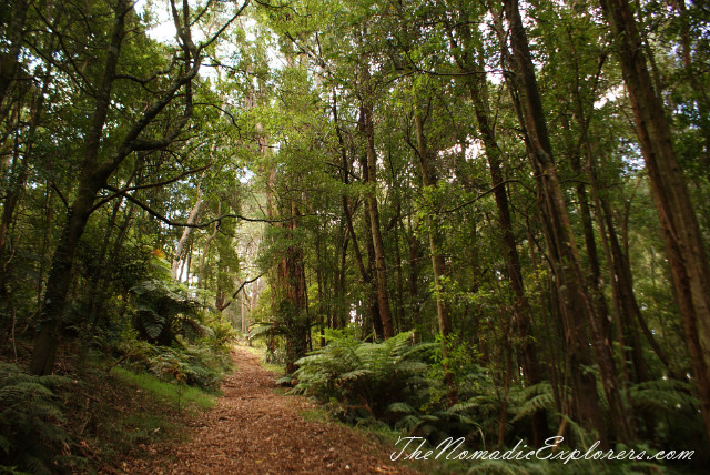 Australia, Victoria, Yarra Valley &amp; Dandenong Ranges, Looking for autumn. R J Hamer Arboretum, , 