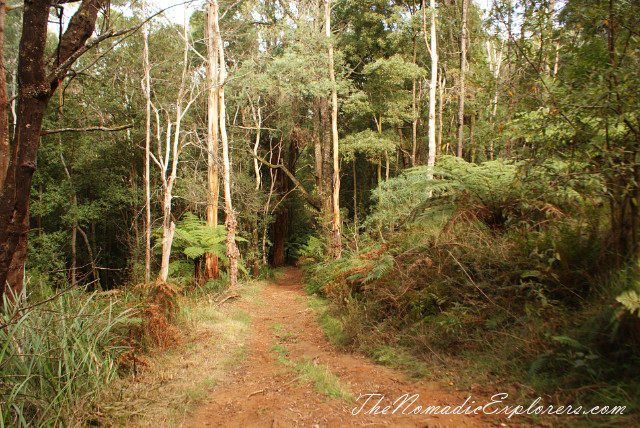 Australia, Victoria, Yarra Valley &amp; Dandenong Ranges, Looking for autumn. R J Hamer Arboretum, , 