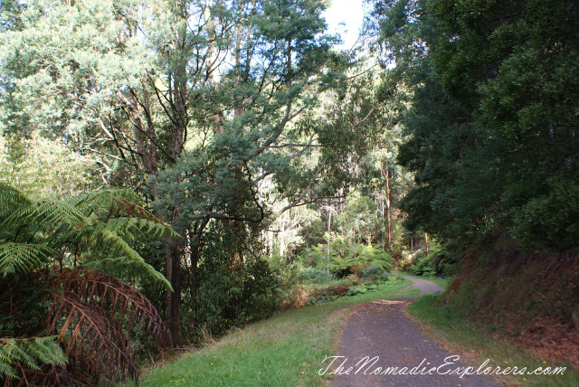 Australia, Victoria, Yarra Valley &amp; Dandenong Ranges, Looking for autumn. R J Hamer Arboretum, , 