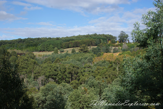 Australia, Victoria, Yarra Valley &amp; Dandenong Ranges, Looking for autumn. R J Hamer Arboretum, , 