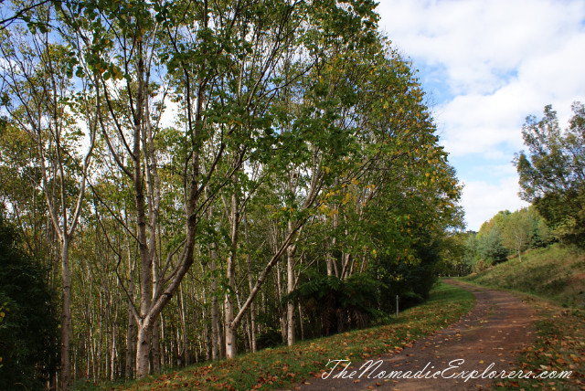 Australia, Victoria, Yarra Valley &amp; Dandenong Ranges, Looking for autumn. R J Hamer Arboretum, , 