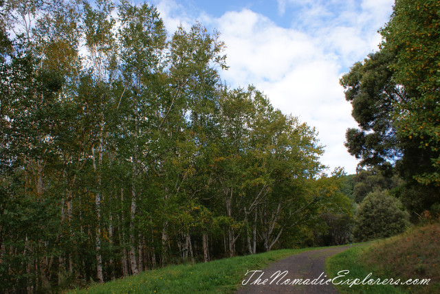 Australia, Victoria, Yarra Valley &amp; Dandenong Ranges, Looking for autumn. R J Hamer Arboretum, , 