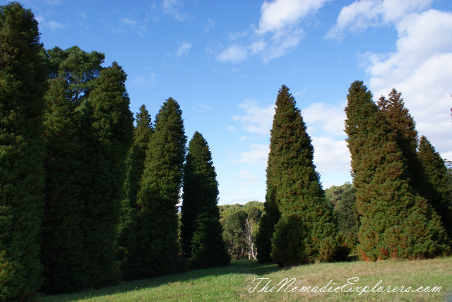 Australia, Victoria, Yarra Valley &amp; Dandenong Ranges, Looking for autumn. R J Hamer Arboretum, , 