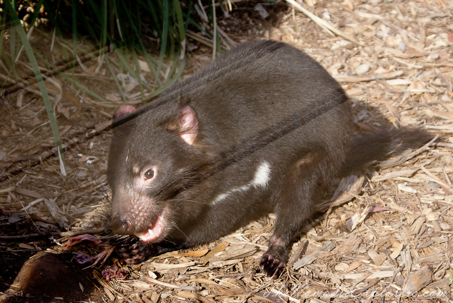 Australia, Victoria, Yarra Valley &amp; Dandenong Ranges, Healesville Sanctuary: Explore a bushland haven for Australian wildlife, , 