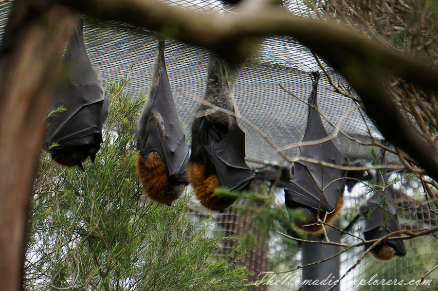 Australia, Victoria, Yarra Valley &amp; Dandenong Ranges, Healesville Sanctuary: Explore a bushland haven for Australian wildlife, , 