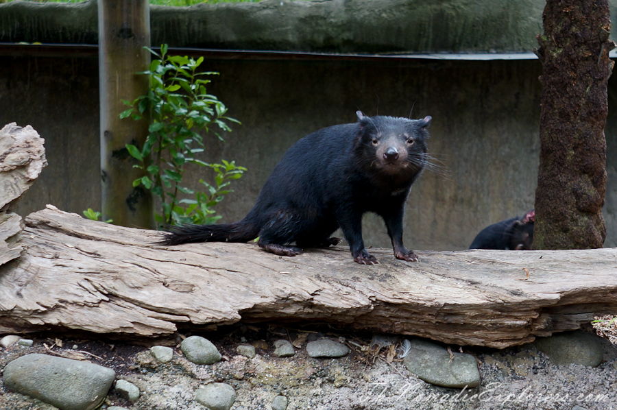 Australia, Victoria, Yarra Valley &amp; Dandenong Ranges, Healesville Sanctuary: Explore a bushland haven for Australian wildlife, , 