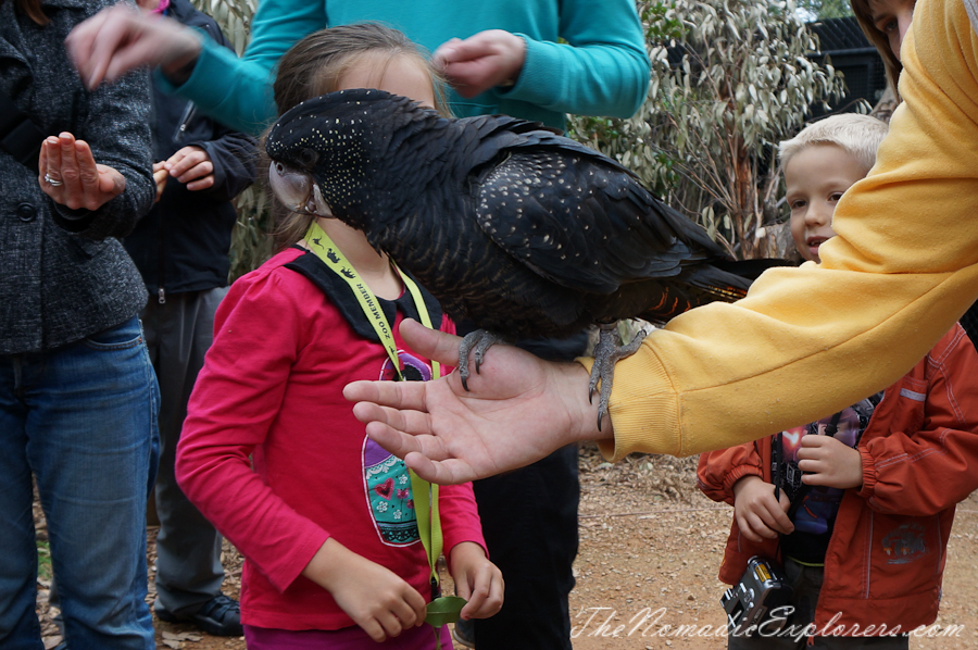 Australia, Victoria, Yarra Valley &amp; Dandenong Ranges, Healesville Sanctuary: Explore a bushland haven for Australian wildlife, , 