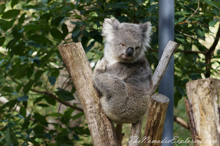 Australia, Victoria, Yarra Valley &amp; Dandenong Ranges, Healesville Sanctuary: Explore a bushland haven for Australian wildlife, , 