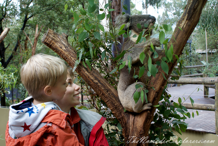 Australia, Victoria, Yarra Valley &amp; Dandenong Ranges, Healesville Sanctuary: Explore a bushland haven for Australian wildlife, , 