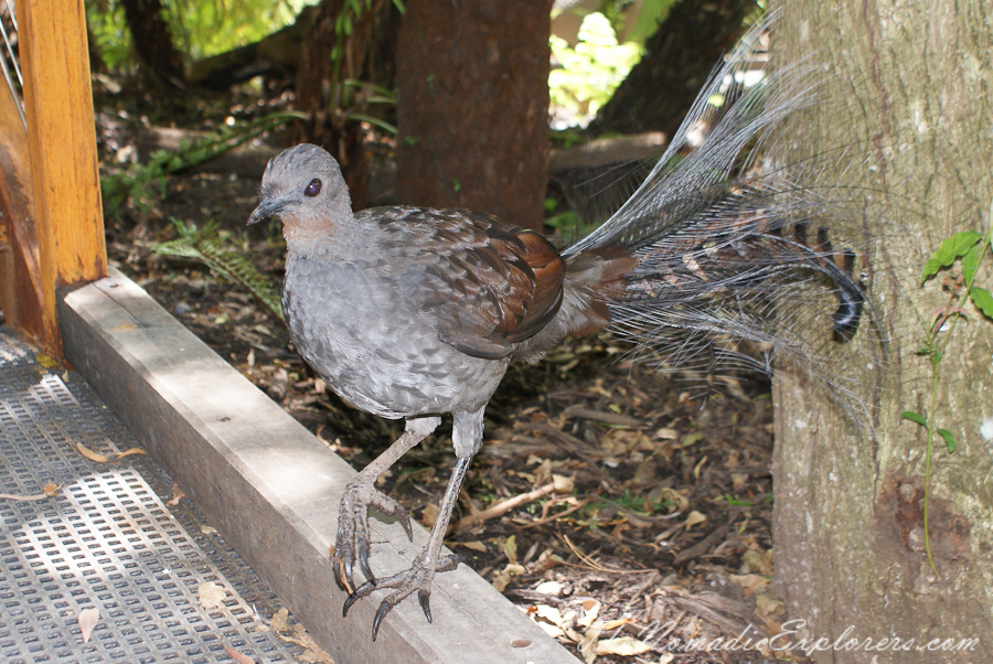 Australia, Victoria, Yarra Valley &amp; Dandenong Ranges, Healesville Sanctuary: Explore a bushland haven for Australian wildlife, , 