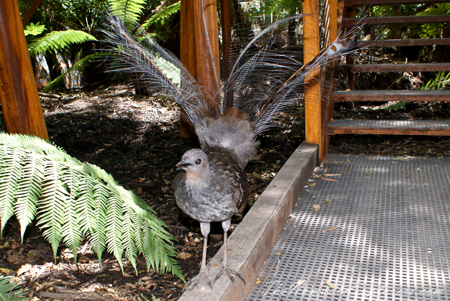 Australia, Victoria, Yarra Valley &amp; Dandenong Ranges, Healesville Sanctuary: Explore a bushland haven for Australian wildlife, , 