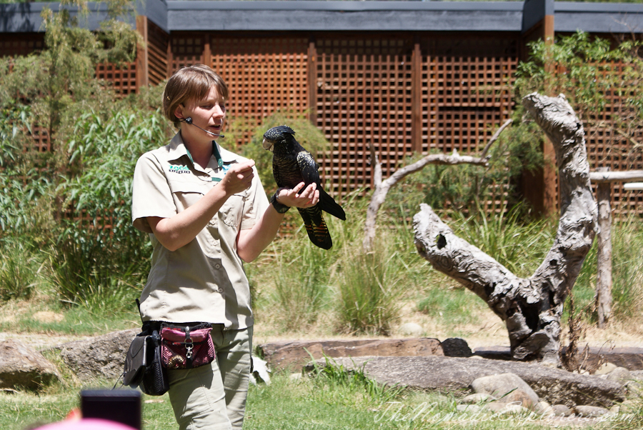 Australia, Victoria, Yarra Valley &amp; Dandenong Ranges, Healesville Sanctuary: Explore a bushland haven for Australian wildlife, , 