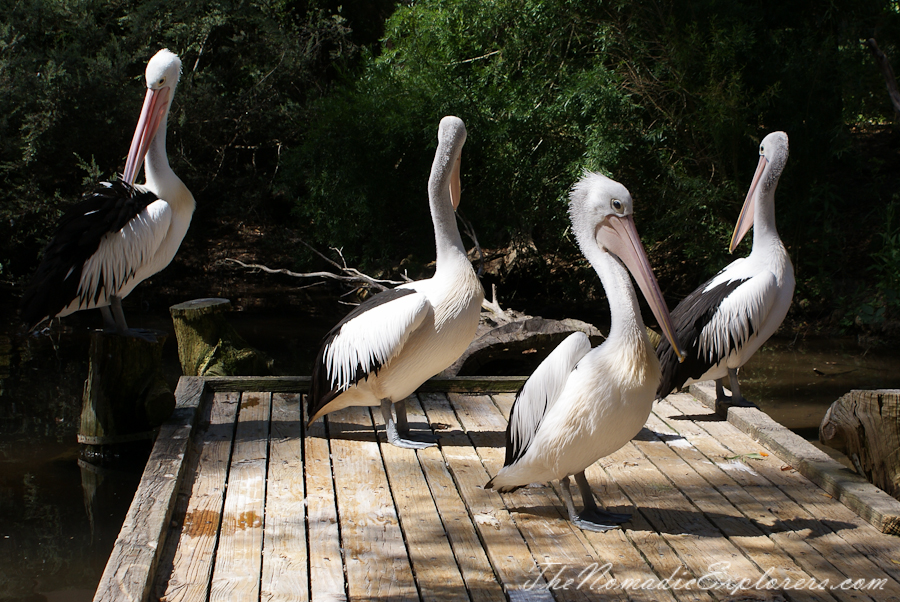 Australia, Victoria, Yarra Valley &amp; Dandenong Ranges, Healesville Sanctuary: Explore a bushland haven for Australian wildlife, , 