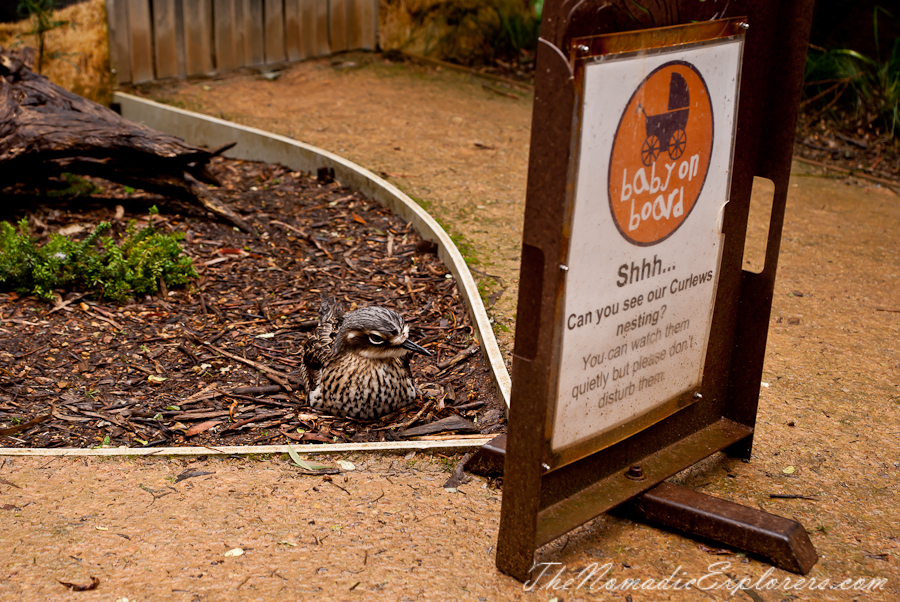 Australia, Victoria, Yarra Valley &amp; Dandenong Ranges, Healesville Sanctuary: Explore a bushland haven for Australian wildlife, , 