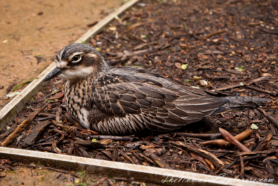 Australia, Victoria, Yarra Valley &amp; Dandenong Ranges, Healesville Sanctuary: Explore a bushland haven for Australian wildlife, , 