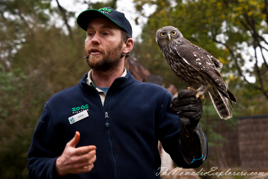 Australia, Victoria, Yarra Valley &amp; Dandenong Ranges, Healesville Sanctuary: Explore a bushland haven for Australian wildlife, , 