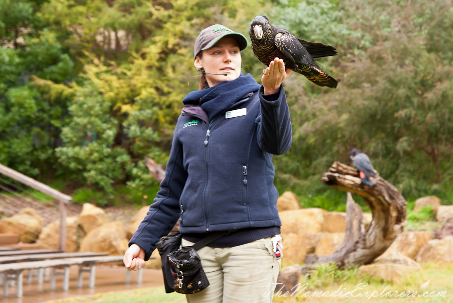 Australia, Victoria, Yarra Valley &amp; Dandenong Ranges, Healesville Sanctuary: Explore a bushland haven for Australian wildlife, , 