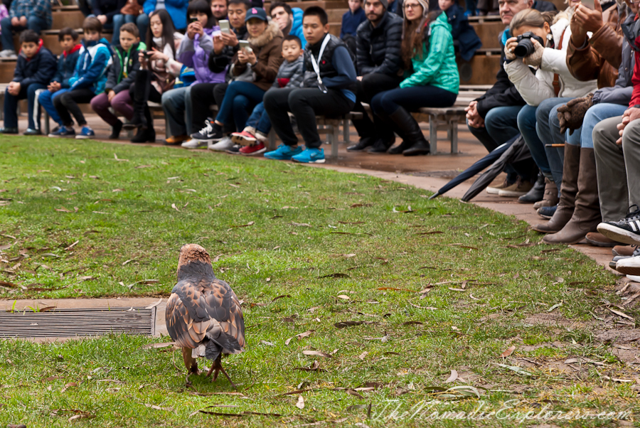 Australia, Victoria, Yarra Valley &amp; Dandenong Ranges, Healesville Sanctuary: Explore a bushland haven for Australian wildlife, , 