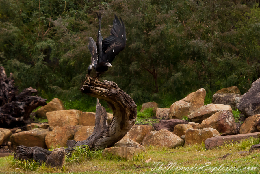 Australia, Victoria, Yarra Valley &amp; Dandenong Ranges, Healesville Sanctuary: Explore a bushland haven for Australian wildlife, , 