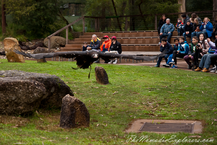 Australia, Victoria, Yarra Valley &amp; Dandenong Ranges, Healesville Sanctuary: Explore a bushland haven for Australian wildlife, , 