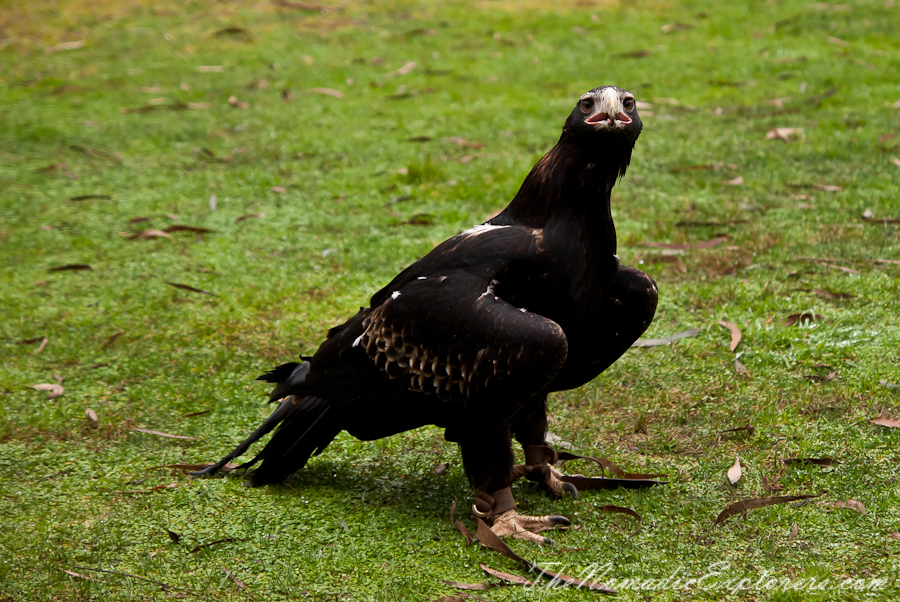 Australia, Victoria, Yarra Valley &amp; Dandenong Ranges, Healesville Sanctuary: Explore a bushland haven for Australian wildlife, , 