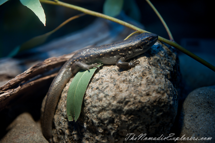 Australia, Victoria, Yarra Valley &amp; Dandenong Ranges, Healesville Sanctuary: Explore a bushland haven for Australian wildlife, , 