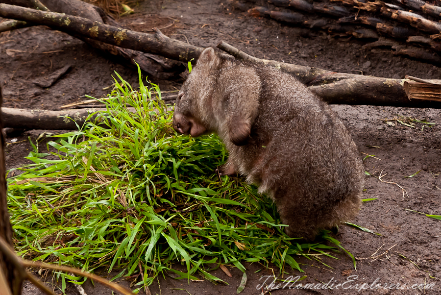 Australia, Victoria, Yarra Valley &amp; Dandenong Ranges, Healesville Sanctuary: Explore a bushland haven for Australian wildlife, , 