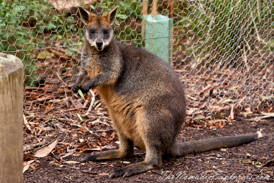 Australia, Victoria, Yarra Valley &amp; Dandenong Ranges, Healesville Sanctuary: Explore a bushland haven for Australian wildlife, , 