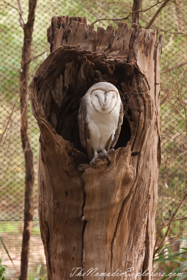 Australia, Victoria, Yarra Valley &amp; Dandenong Ranges, Healesville Sanctuary: Explore a bushland haven for Australian wildlife, , 