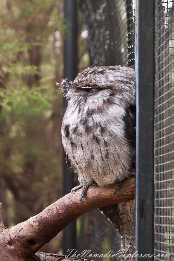 Australia, Victoria, Yarra Valley &amp; Dandenong Ranges, Healesville Sanctuary: Explore a bushland haven for Australian wildlife, , 