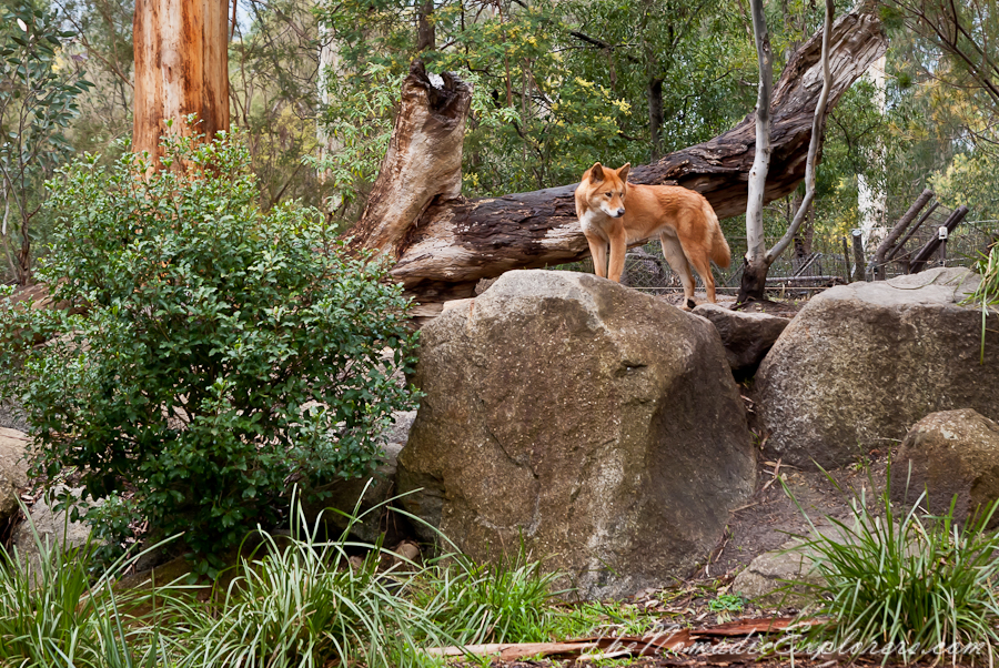 Australia, Victoria, Yarra Valley &amp; Dandenong Ranges, Healesville Sanctuary: Explore a bushland haven for Australian wildlife, , 