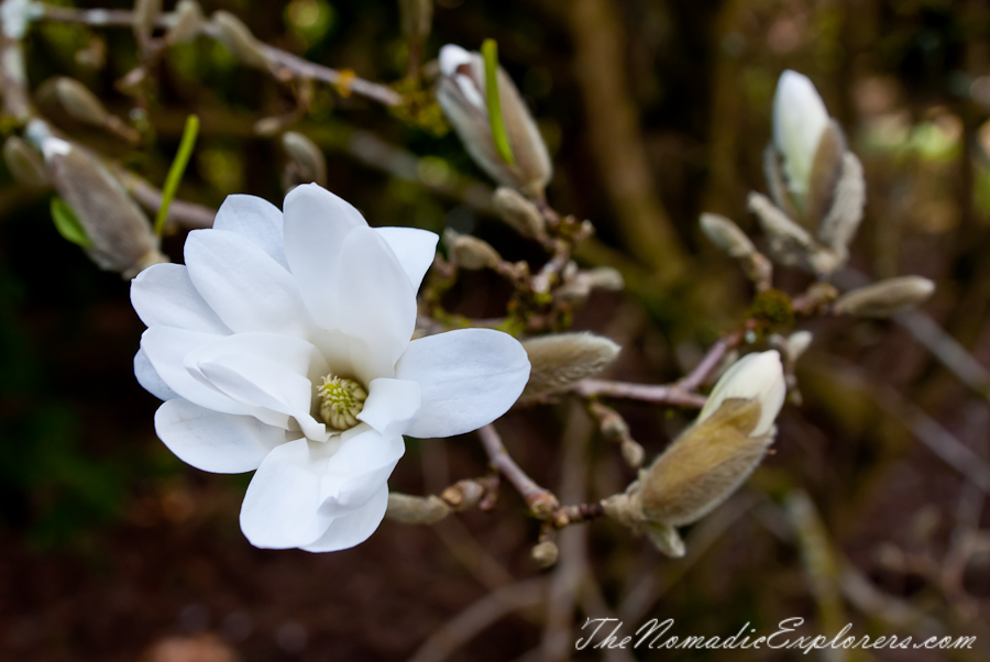 Australia, Victoria, Yarra Valley &amp; Dandenong Ranges, National Rhododendron Gardens: Cherry Blossom Trees, Magnolias, , 