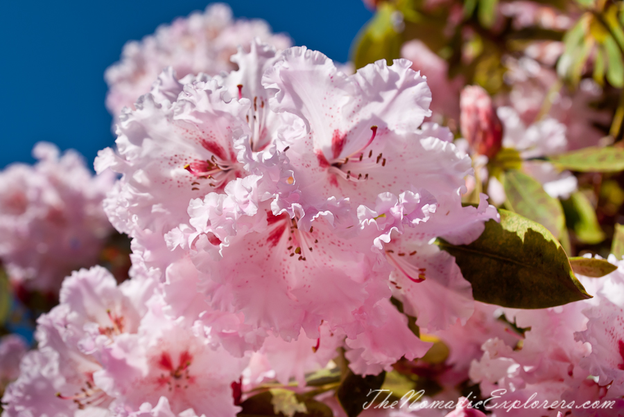 Australia, Victoria, Yarra Valley &amp; Dandenong Ranges, National Rhododendron Gardens: Cherry Blossom Trees, Magnolias, , 