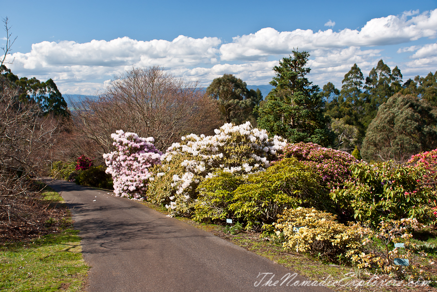 Australia, Victoria, Yarra Valley &amp; Dandenong Ranges, National Rhododendron Gardens: Cherry Blossom Trees, Magnolias, , 