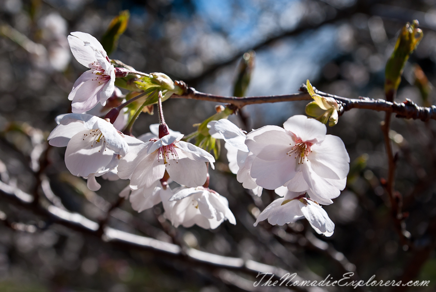 Australia, Victoria, Yarra Valley &amp; Dandenong Ranges, National Rhododendron Gardens: Cherry Blossom Trees, Magnolias, , 