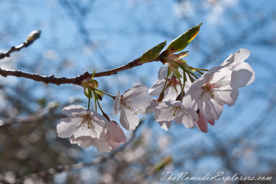 Australia, Victoria, Yarra Valley &amp; Dandenong Ranges, National Rhododendron Gardens: Cherry Blossom Trees, Magnolias, , 