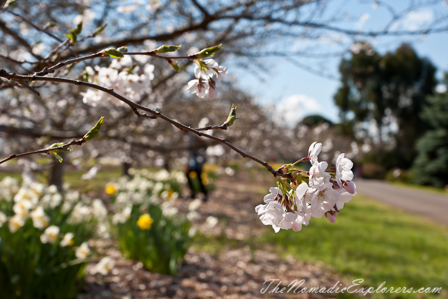 Australia, Victoria, Yarra Valley &amp; Dandenong Ranges, National Rhododendron Gardens: Cherry Blossom Trees, Magnolias, , 
