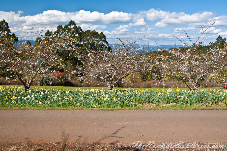 Australia, Victoria, Yarra Valley &amp; Dandenong Ranges, National Rhododendron Gardens: Cherry Blossom Trees, Magnolias, , 