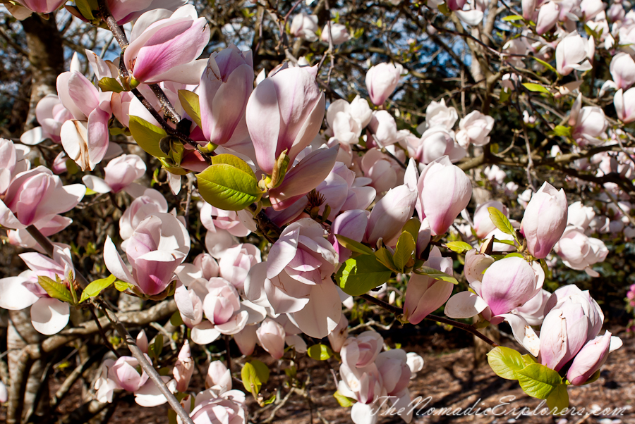 Australia, Victoria, Yarra Valley &amp; Dandenong Ranges, National Rhododendron Gardens: Cherry Blossom Trees, Magnolias, , 