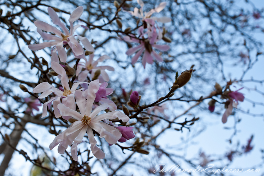 Australia, Victoria, Yarra Valley &amp; Dandenong Ranges, National Rhododendron Gardens: Cherry Blossom Trees, Magnolias, , 